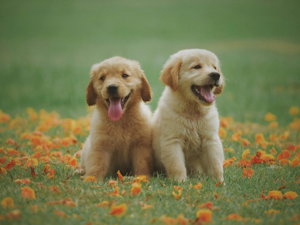 Adorable golden retriever puppies sitting in a field of flowers, enjoying a sunny day.