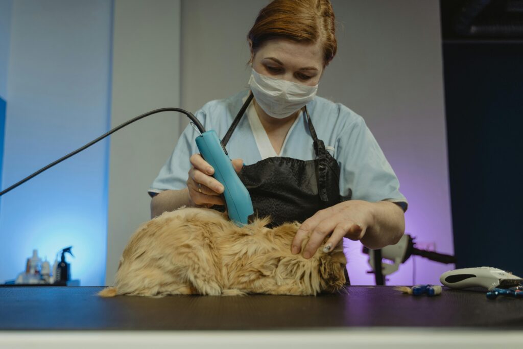 A professional groomer tending to a fluffy cat in an indoor studio setting.