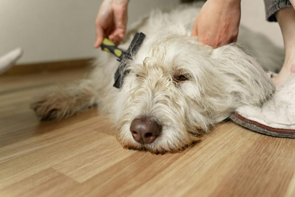 A fluffy white dog being gently brushed on a wooden floor during grooming.